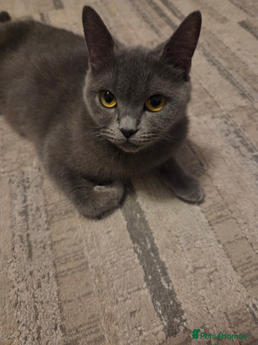 Scottish Fold cats for sale: Scotish fold/straight kittens 😸  - Advert 6