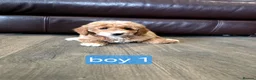 Cockapoo dogs for sale: Adorable F1 Cockapoo pups ♥️🐕🐾 in Bury Saint Edmunds - Advert 16