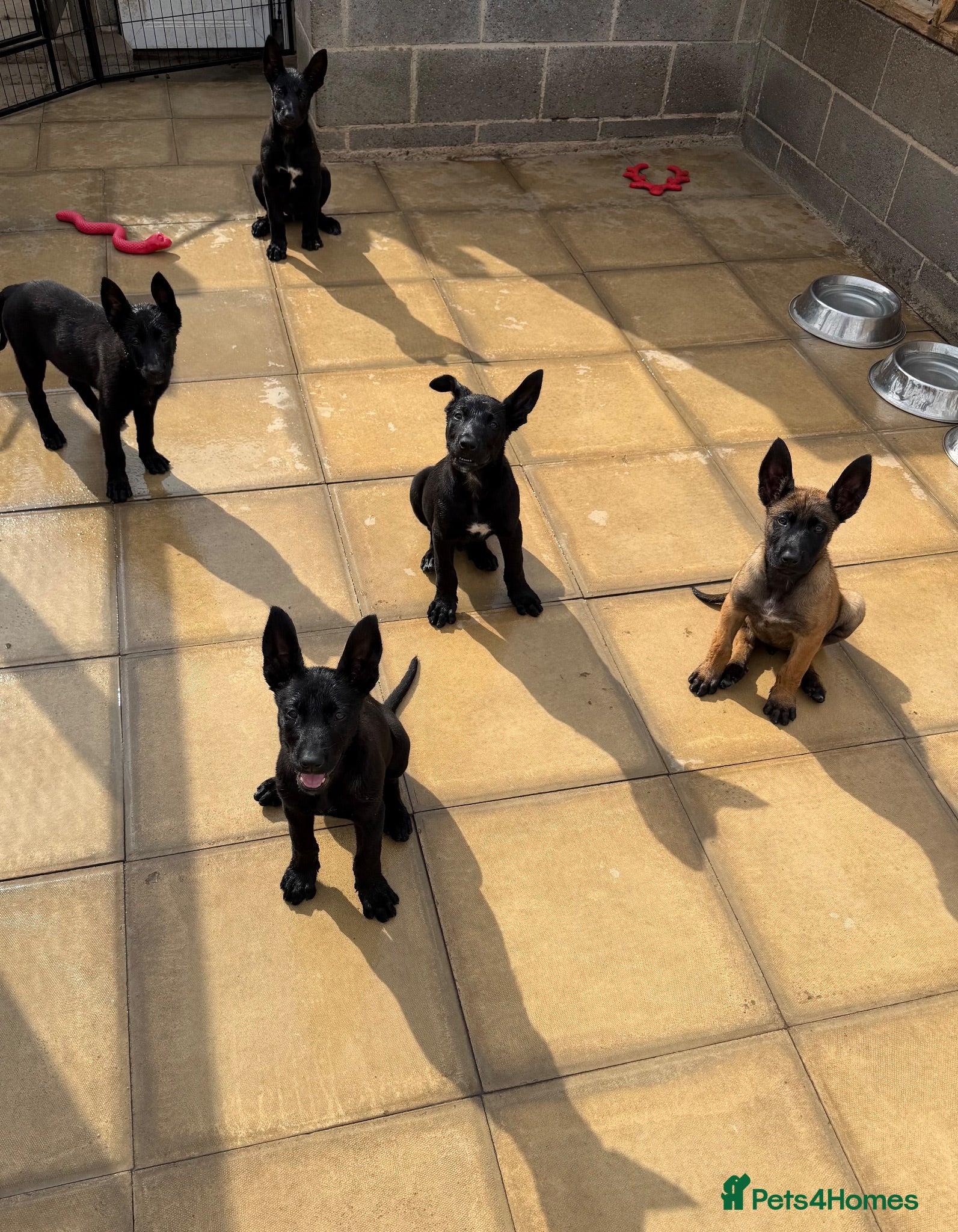 Belgian Shepherd Dog dogs "REDUCED"  - Advert 2