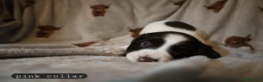 English Springer Spaniel 7