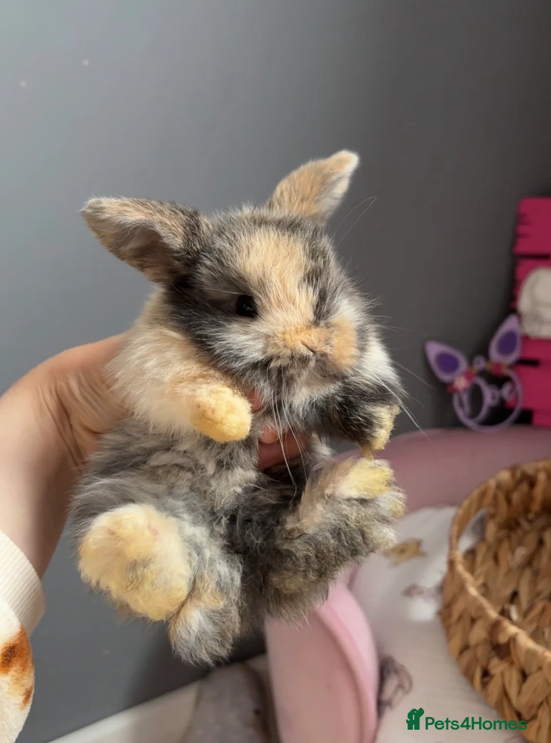 Mini Lop rabbits for sale: Beautiful mini lop babies ready to be reserved  - Advert 7