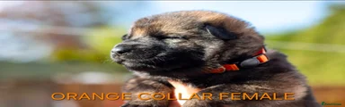 Orange collar female puppy