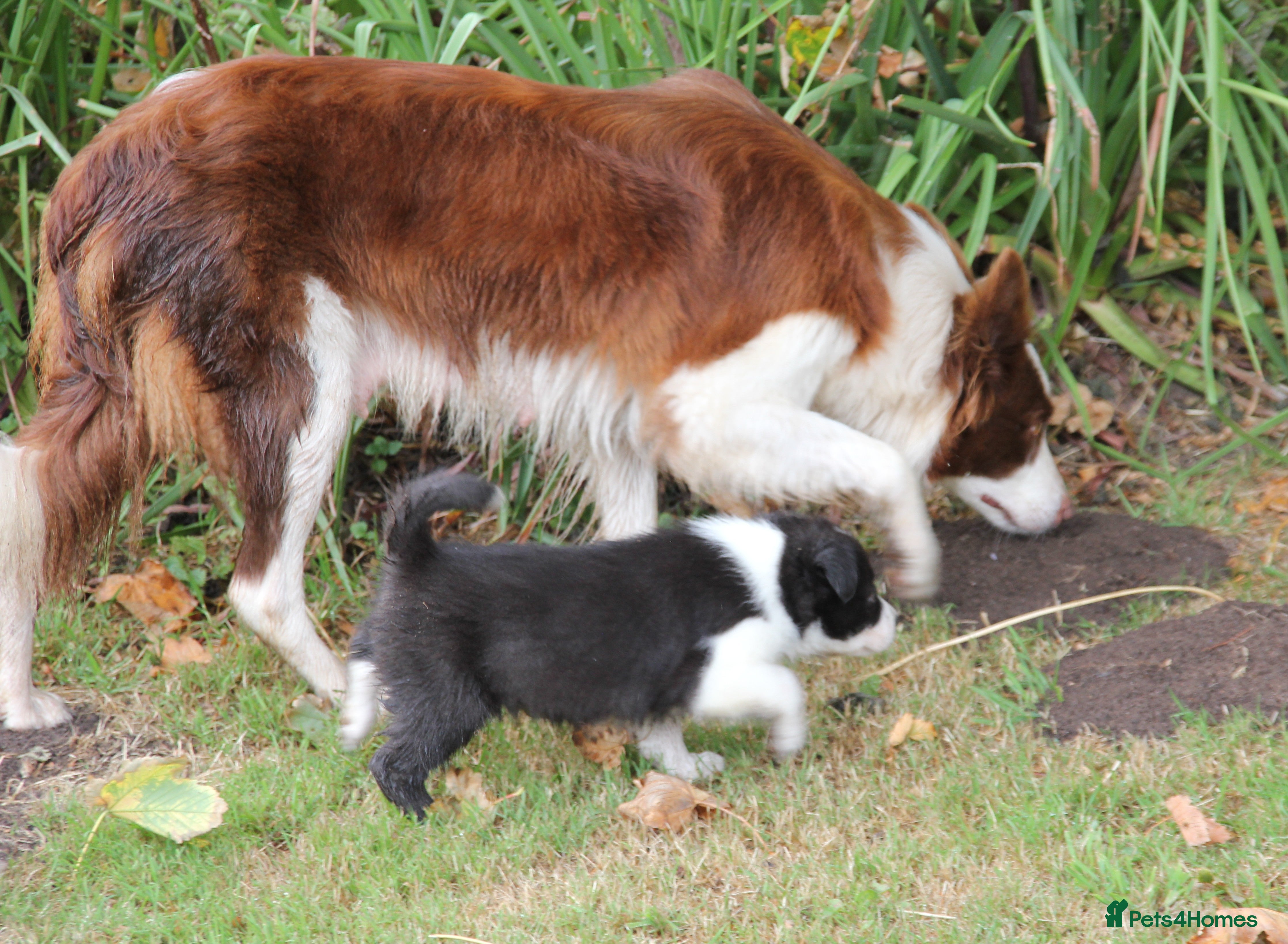 Border Collie dogs Border Collie Puppies for Sale - Advert 2
