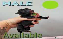 Mixed Breed dogs for sale: Mixed Breed Puppies - Image 12