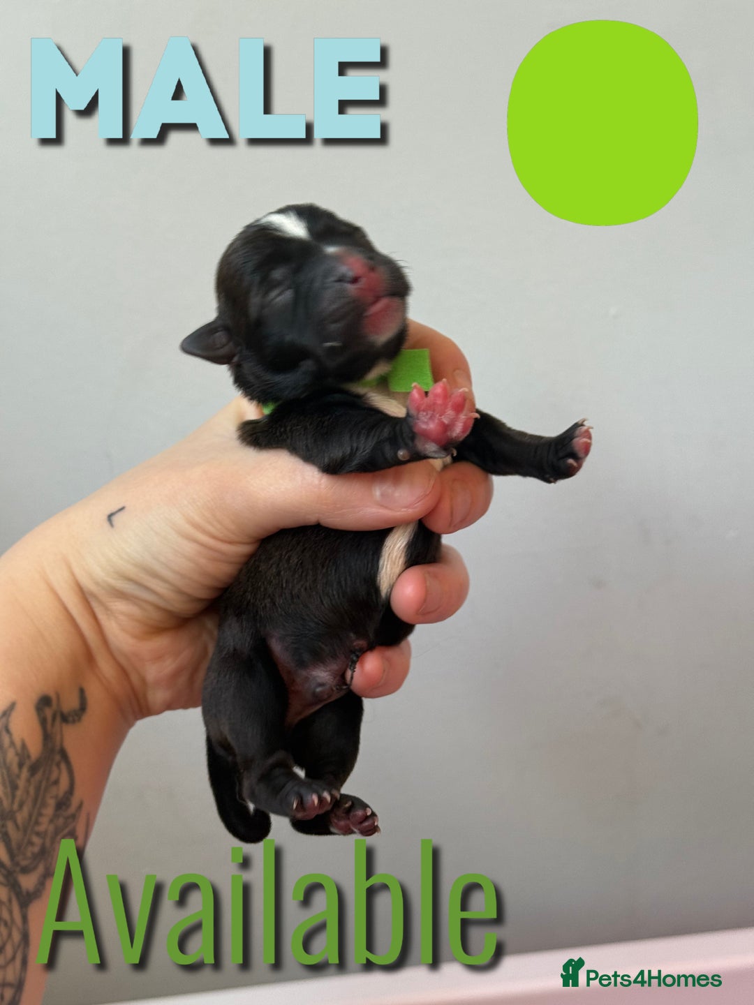 Mixed Breed dogs for sale: Mixed Breed Puppies - Image 12
