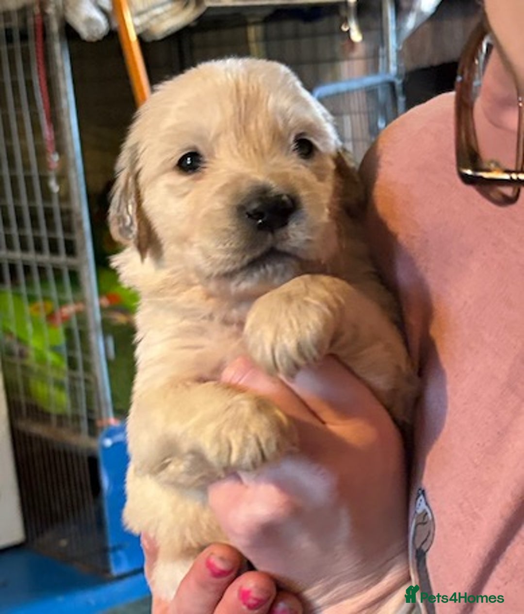 Golden Retriever dogs for sale: Gorgeous KC Registered Goldies. 5 Star Reg.Breeder - Advert 2