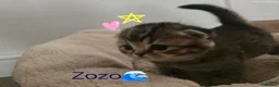 Scottish Fold cats for sale: 2 kittens and a kitten for sale  in Grimsby - Advert 6