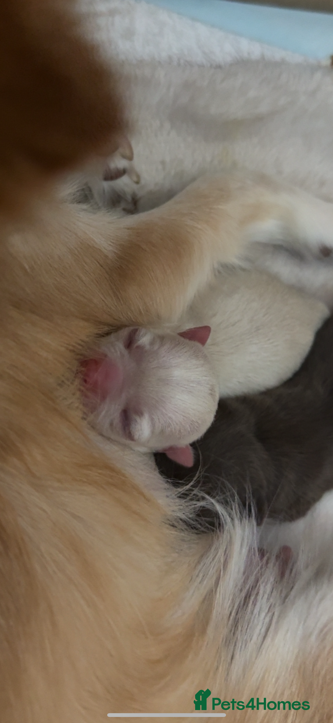 Chihuahua dogs for sale: Beautiful Cream & chocolate tan Chihuahuas! - Advert 3