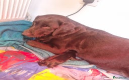 Labrador Retriever dogs for sale: Miss Danielle carter - Image 8