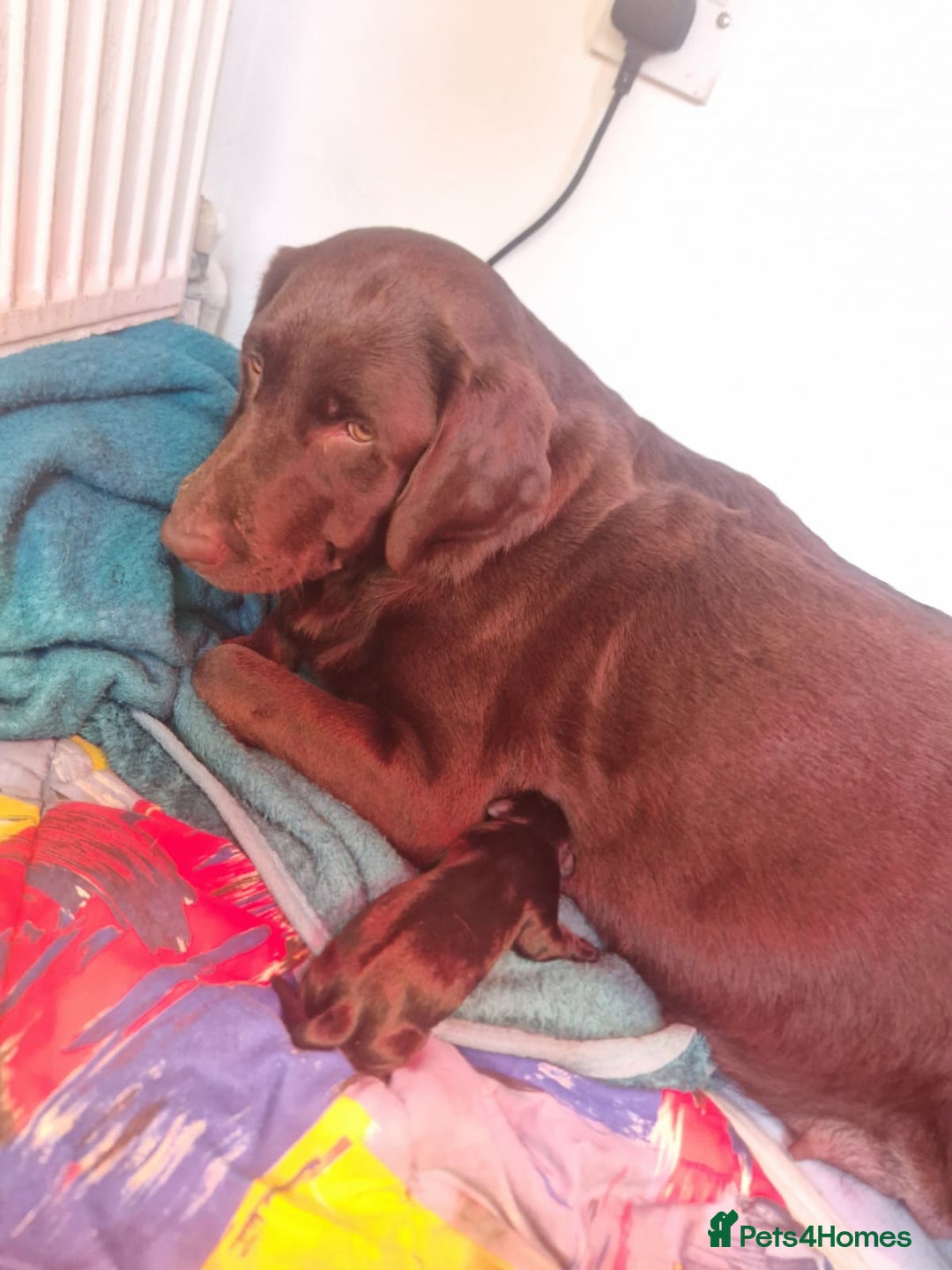 Labrador Retriever dogs for sale: Miss Danielle carter - Image 8