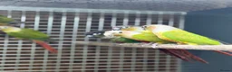 Conures birds for sale: Baby pineapple conure - Advert 3