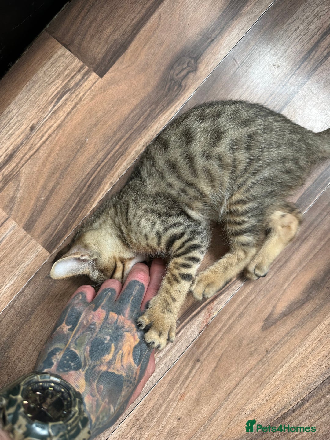 Mixed Breed cats for sale: Crossed BENGALS  - Image 24