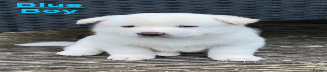 Japanese Akita Inu Puppy 1