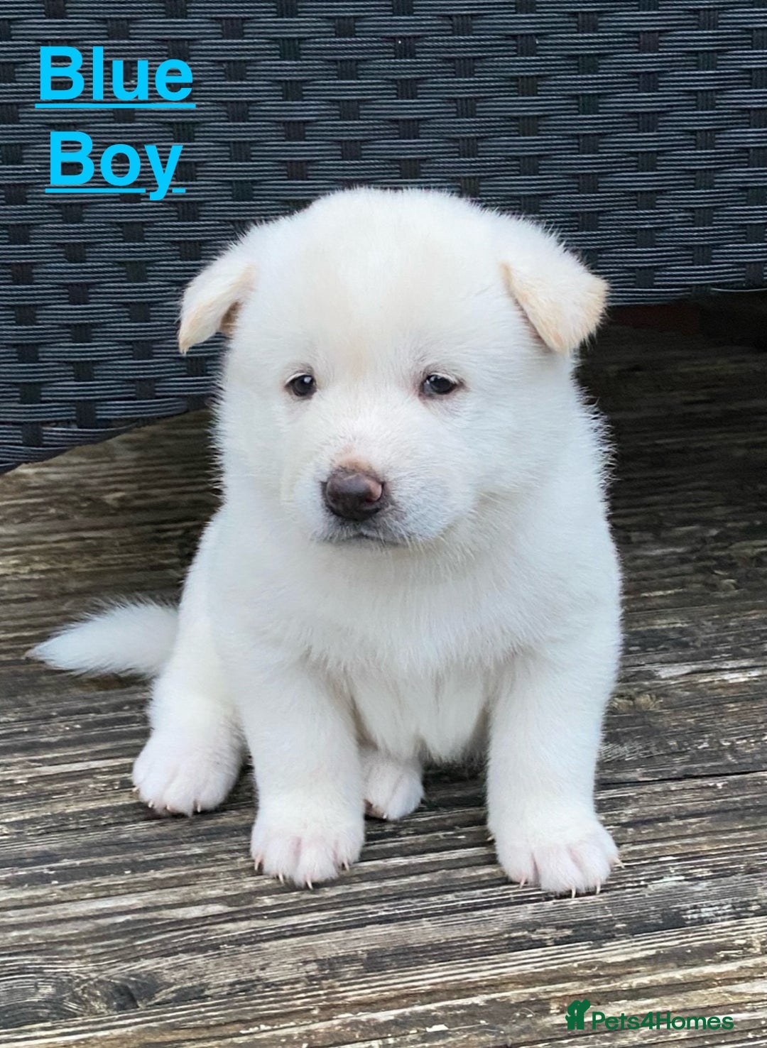 Japanese Akita Inu dogs for sale: Beautiful Japanese Akita Inu Puppies 2boys/2girls - Image 8