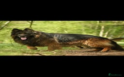 German Shepherd dogs for sale: German Shepherd  - Image 8
