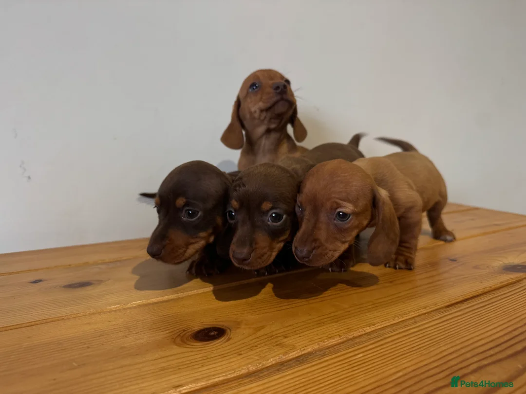 Miniature Dachshund dogs for sale: 4 gorgeous miniature dashaund puppies  - Advert 3