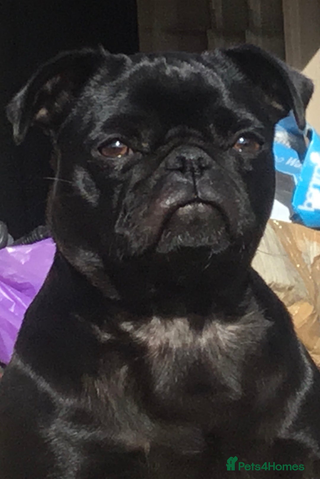 Pug dogs for sale: Beautiful Black Pug Girl looking for forever home  - Advert 7