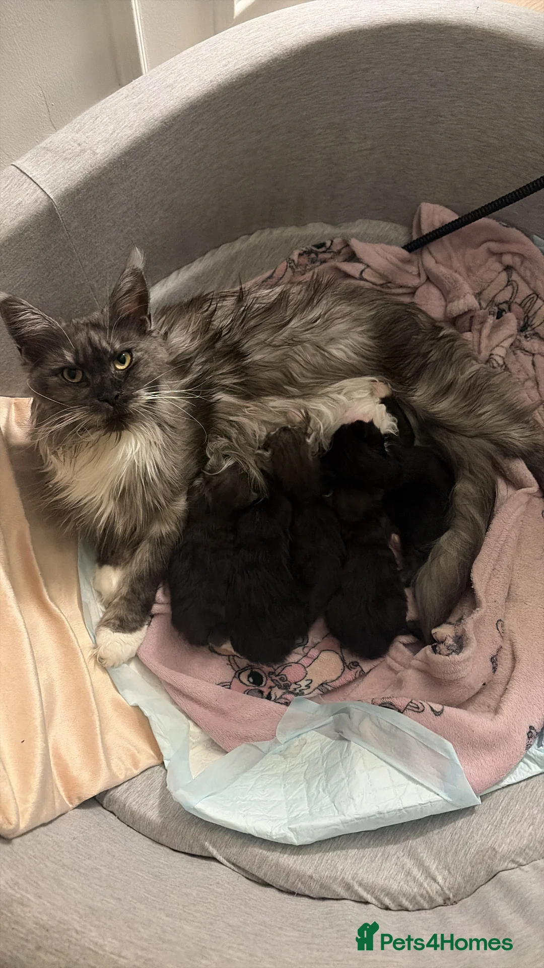 Maine Coon cats for sale: PUREBRED MAINE COON KITTENS! - Advert 1