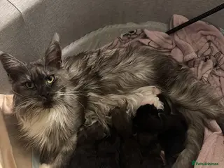 Maine Coon cats PUREBRED MAINE COON KITTENS! - Advert 1