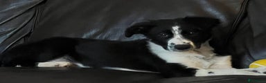 Border Collie Puppy 2