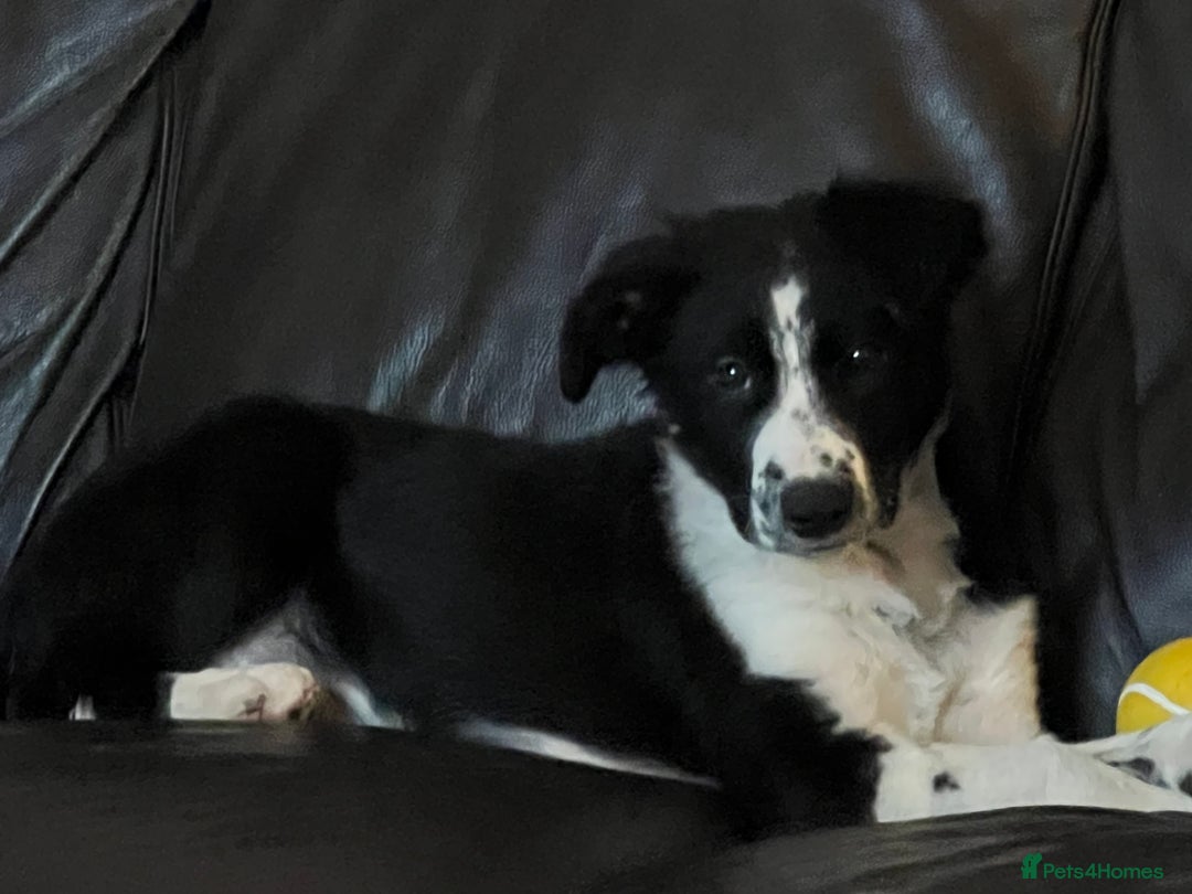 Border Collie dogs for sale: Collie puppies - Advert 16