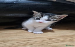 Domestic Shorthair cats for sale: Cute kittens  - Image 5