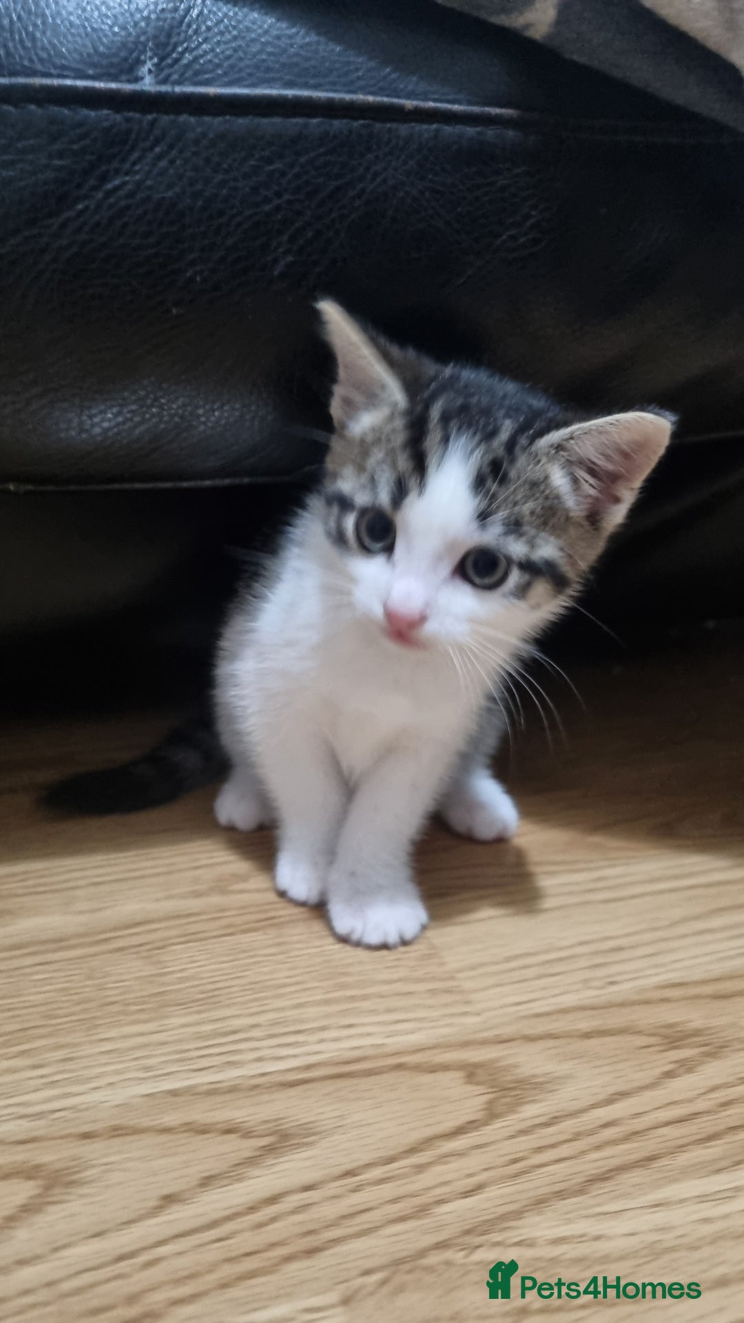 Domestic Shorthair cats for sale: Cute kittens  - Image 5