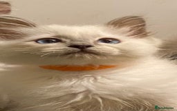 Ragdoll cats for stud: Active gccf stud chocolate carrier seal point  in Grantham - Image 11