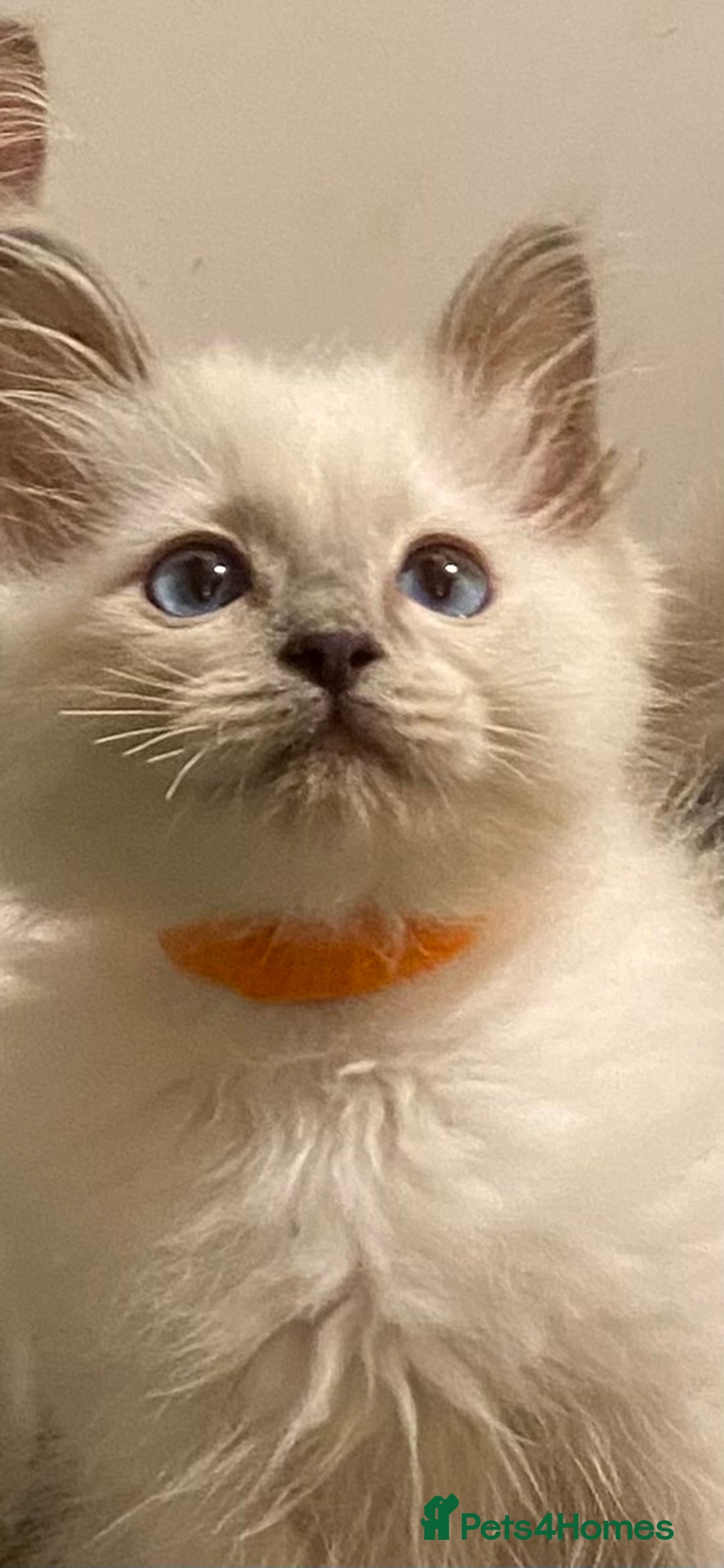 Ragdoll cats for stud: Active gccf stud chocolate carrier seal point  in Grantham - Image 11