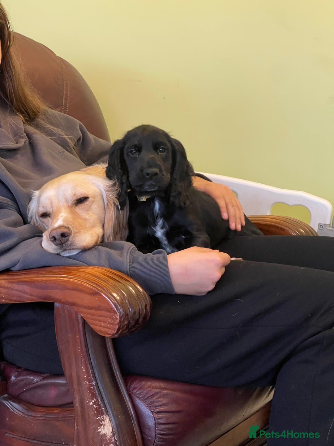 Cocker Spaniel dogs for sale: working cocker spaniel puppy for sale - Advert 18