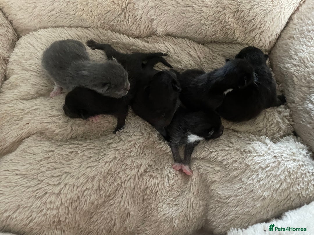 Domestic Shorthair cats for sale: Beautiful kittens  - Image 5