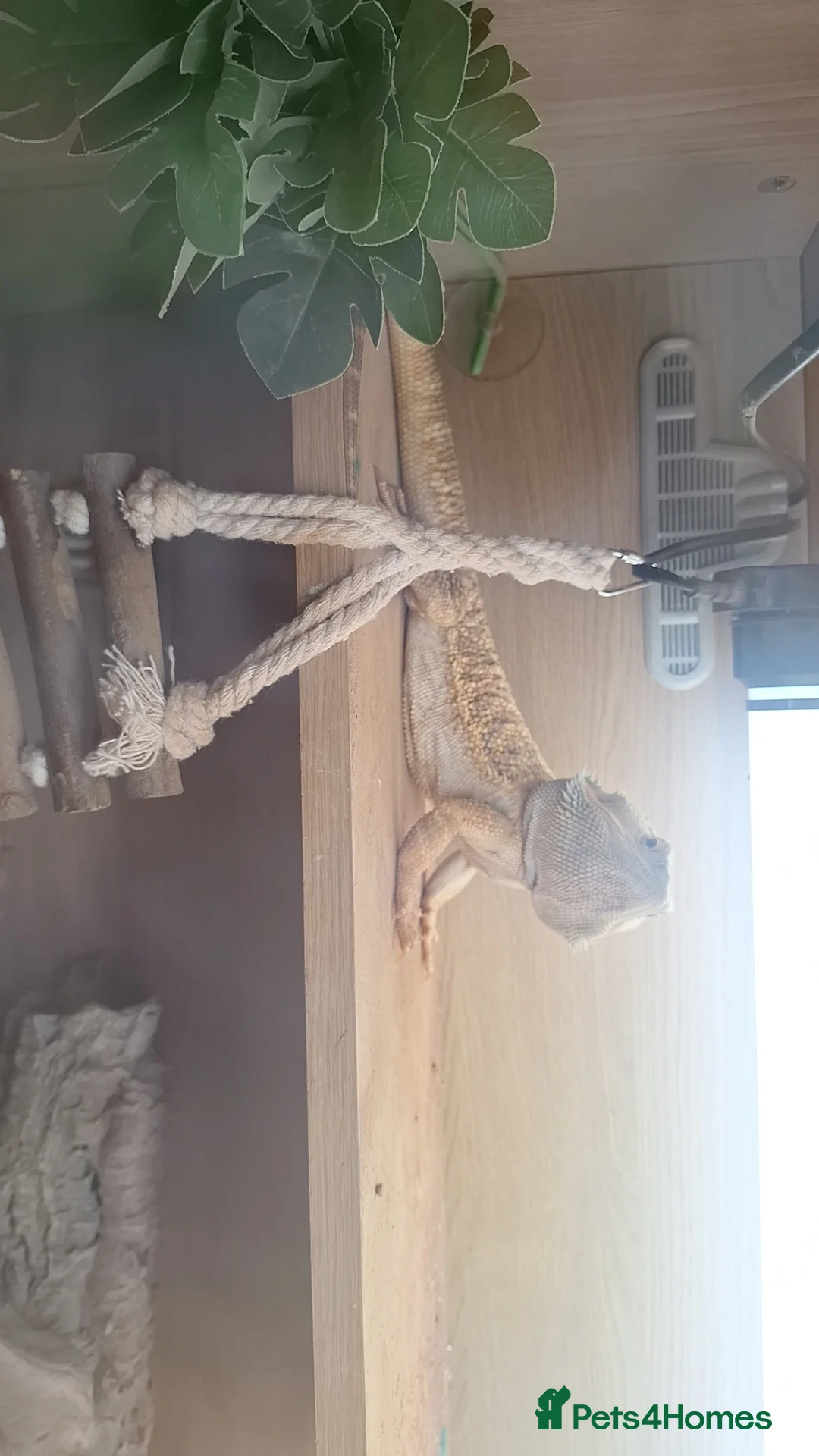 Bearded Dragon reptiles for sale: Female bearded dragon  in Milnthorpe - Advert 4