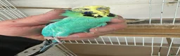 Budgerigars birds for sale: Budgies for sale  in Spalding - Advert 3