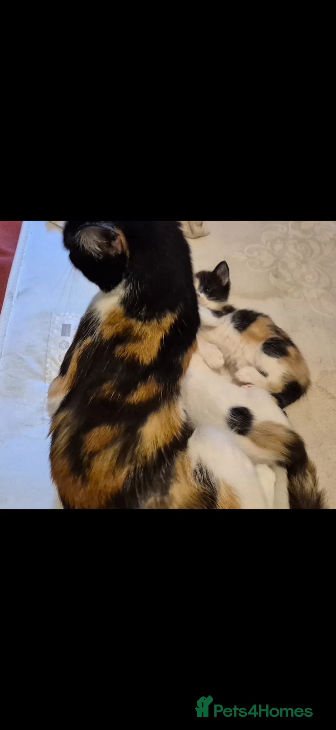 Mixed Breed cats for sale: 2 absolutely gorgeous female kittens - Advert 13