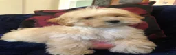 Maltipoo dogs for sale: Maltipoo puppies for sale  - Advert 12