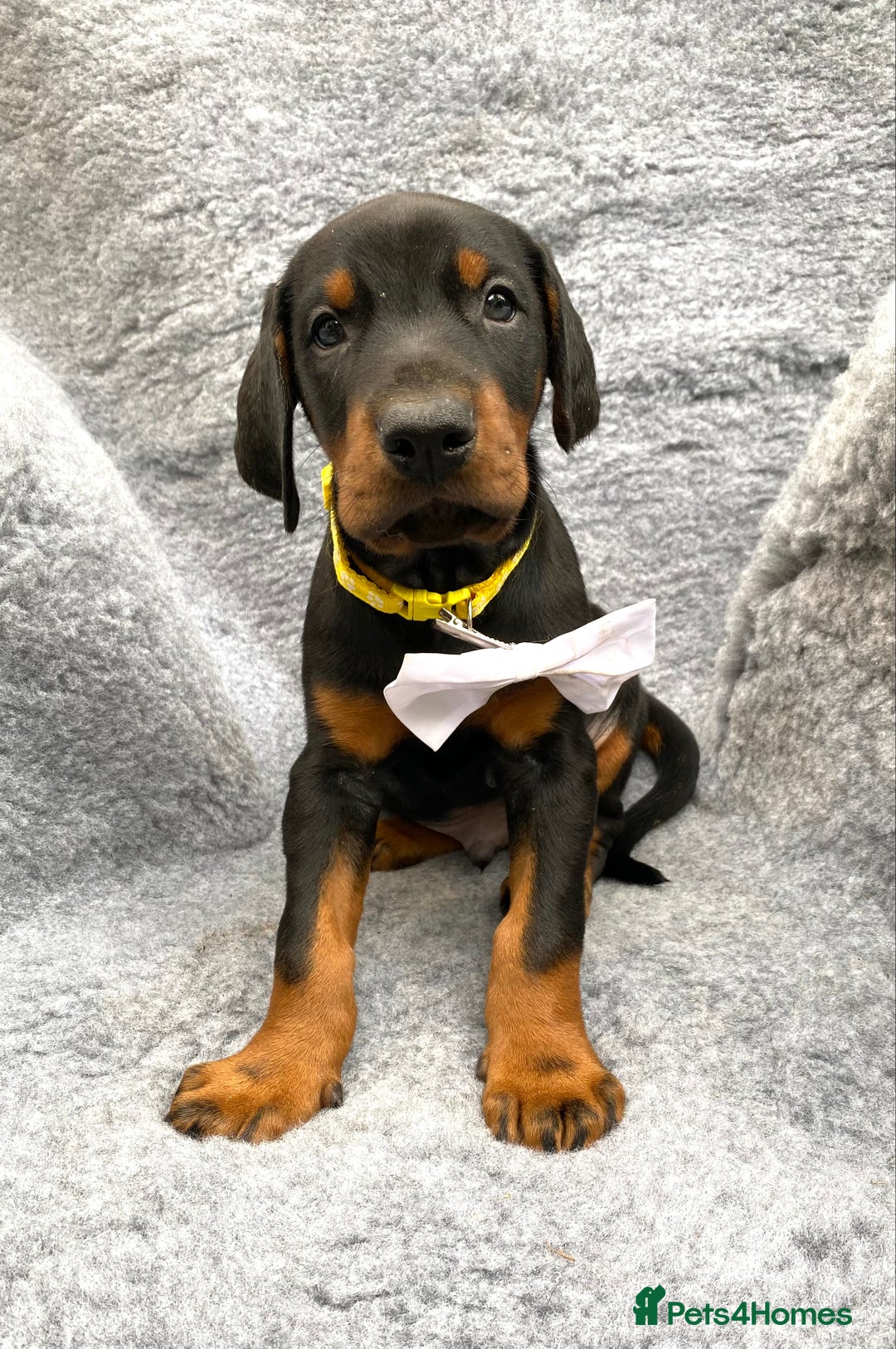 Dobermann dogs for sale: KC REGISTERED DOBERMAN ( 11 months old : Intact) - Advert 20