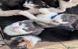 Bengal cats for sale: 12 mixed kittens - Advert 2