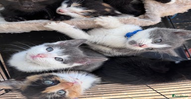 Bengal cats 12 mixed kittens - Advert 7