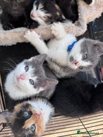 Bengal cats 12 mixed kittens - Advert 4