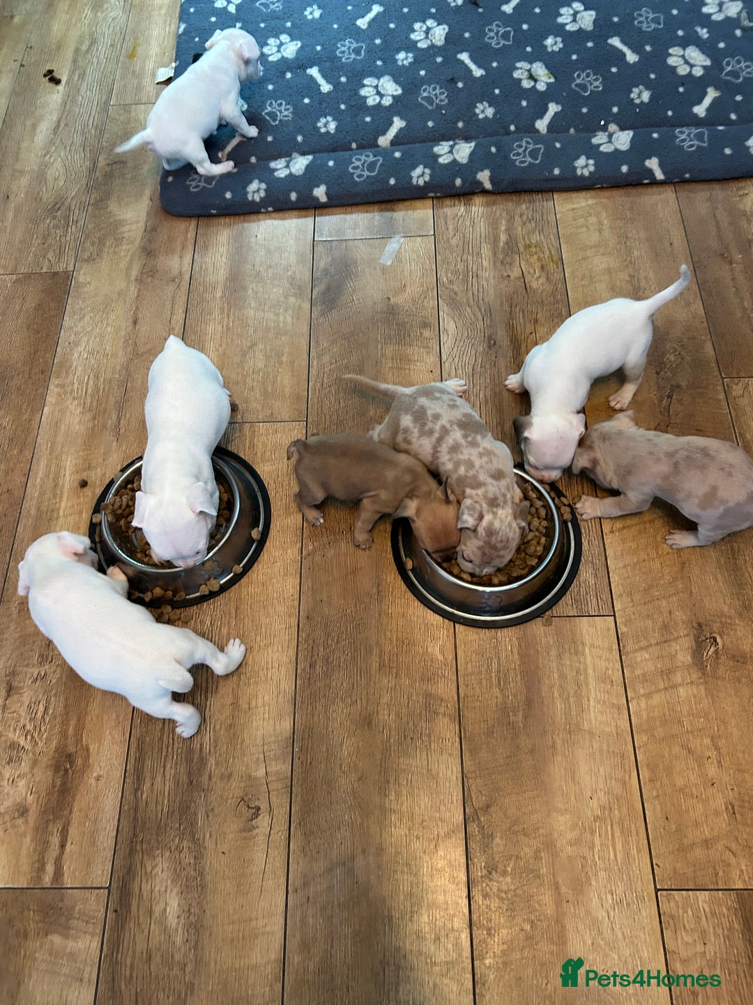 Mixed Breed dogs for sale: French bulldog x American bulldog Ready Now  - Advert 28