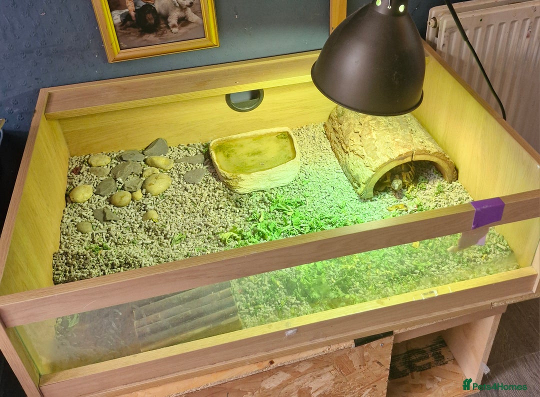 Hermann Tortoise reptiles for sale: Herman tortoise for sale 5 years old  - Image 4
