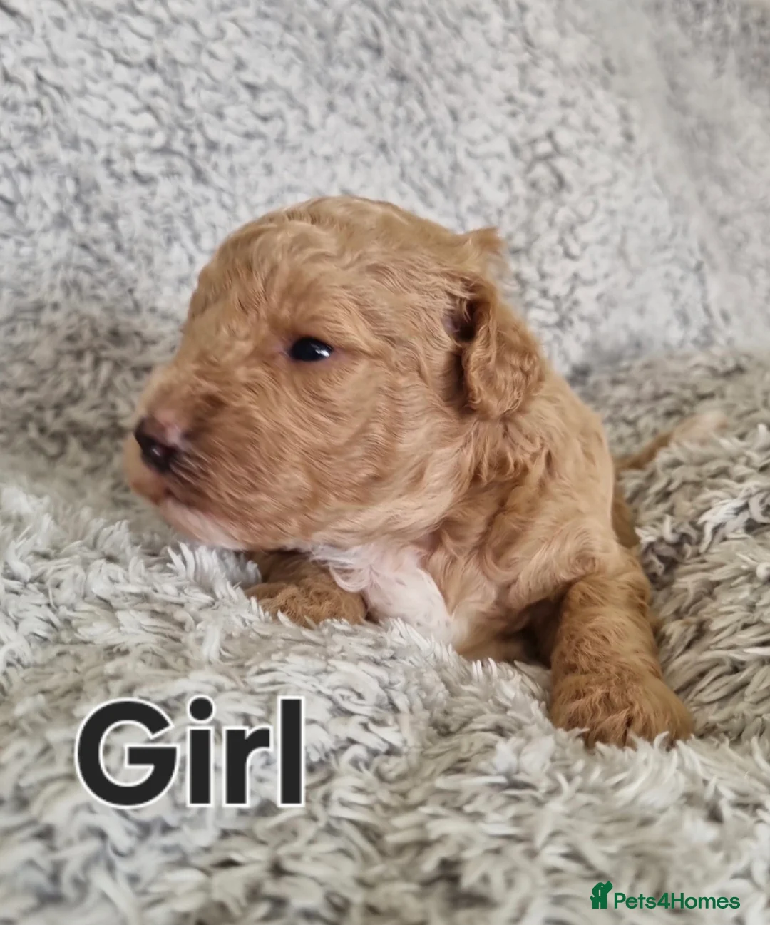 Maltipoo dogs for sale: Beautiful Maltipoo puppies,seeking furever home 🐾 - Advert 16