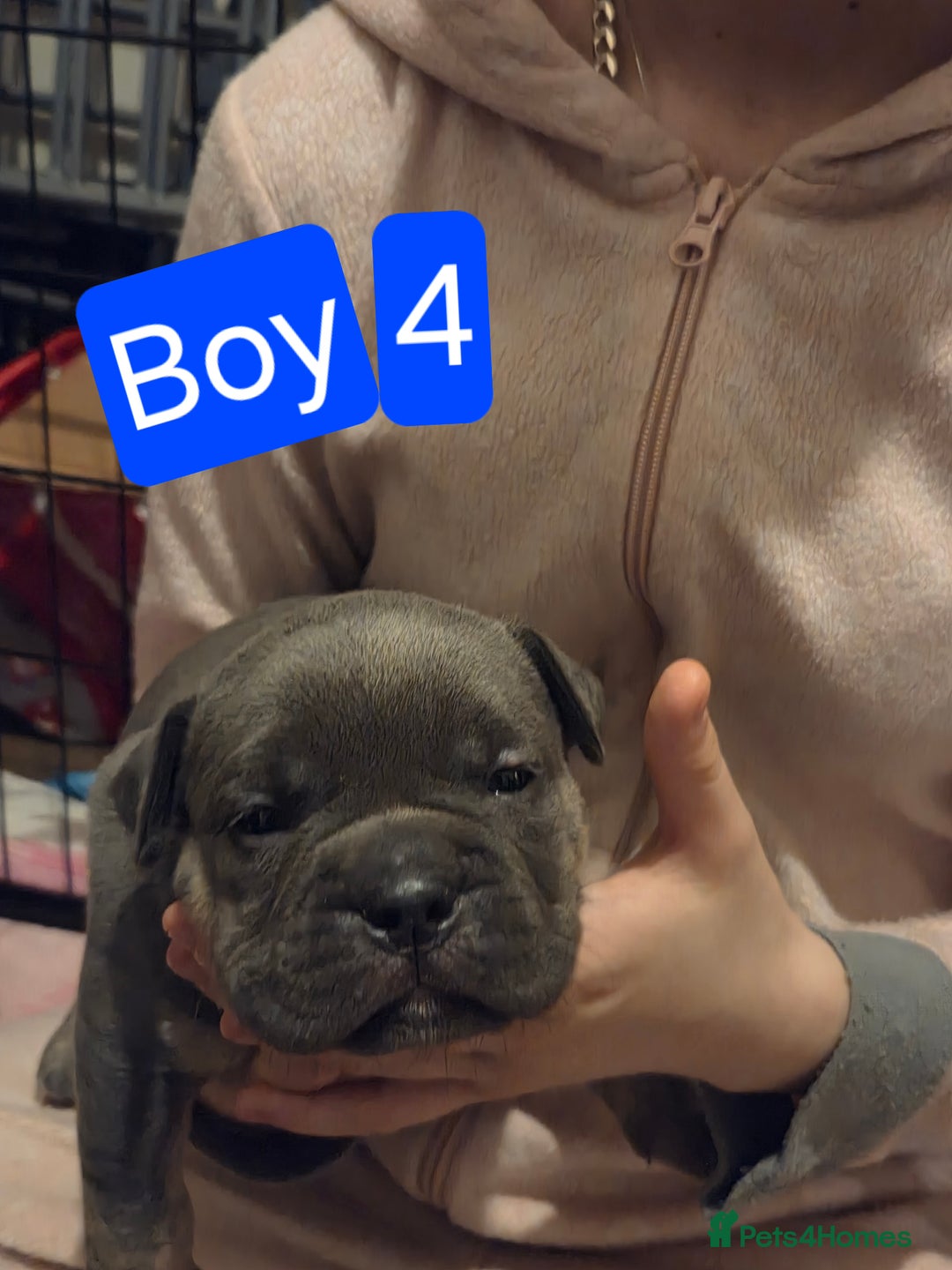 Mixed Breed dogs for sale: Frenglish x American Bully Puppies  - Advert 4