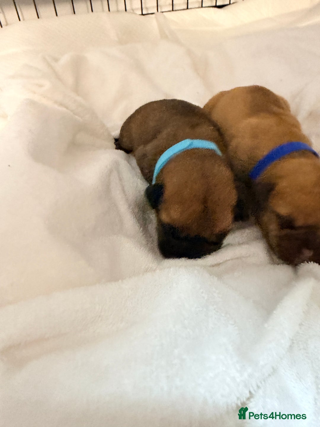 Bullmastiff dogs for sale: Bullmastiff puppies for sale - Advert 11