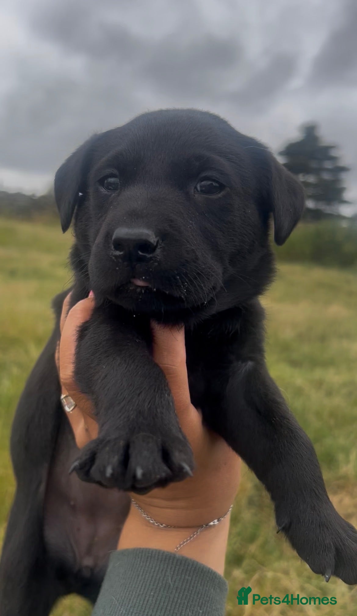 Labrador Retriever dogs KC Labrador puppies  - Advert 9