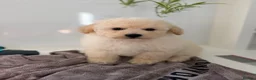 Poochon dogs for sale: Health tested poochons  - Advert 11