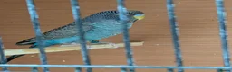 Budgerigars birds for sale: Black faced black winged Budgies  - Advert 2