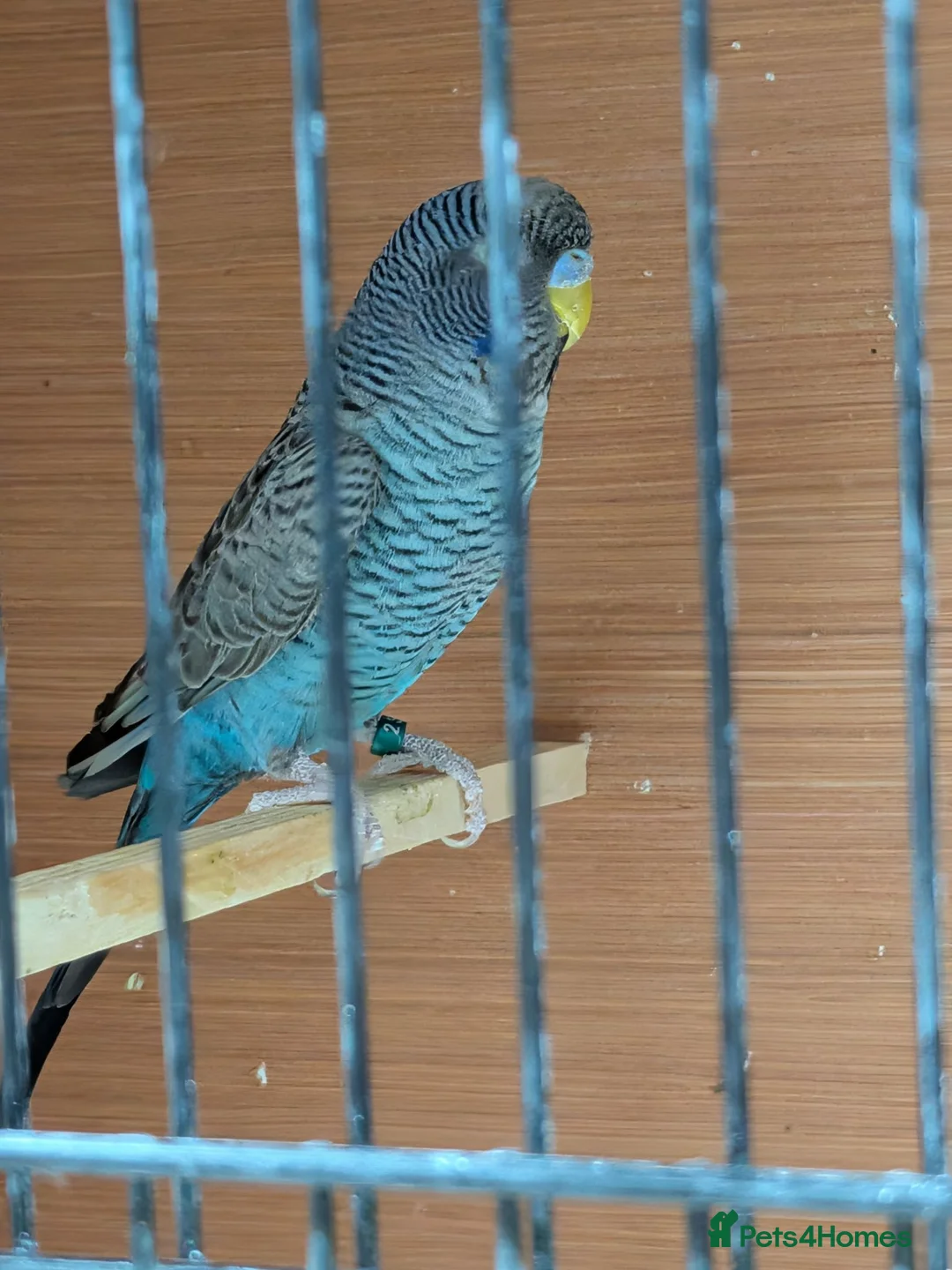 Budgerigars birds for sale: Black faced black winged Budgies  - Advert 2