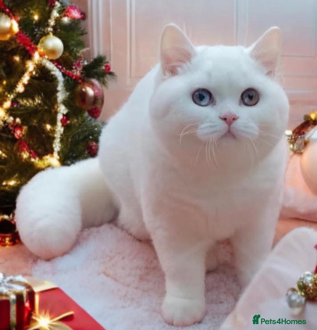 British Shorthair cats for sale: 🐻‍❄️*Quality Bsh kittens*check prices*only 2left* - Advert 3