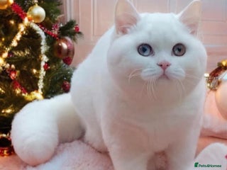 British Shorthair cats 🐻❄️*Quality Bsh kittens*check prices*only 2left* - Advert 5